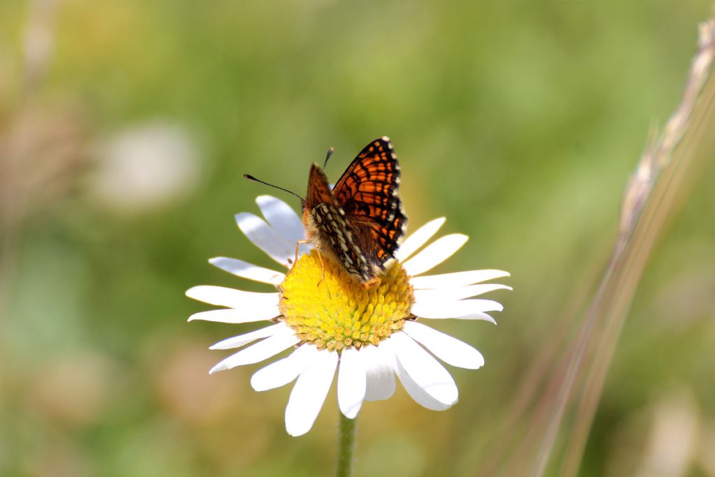 Melitaea aurelia? No, M. nevadensis